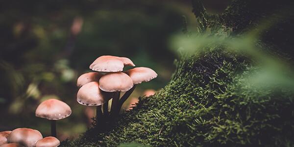 mushroom on log